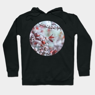 Sakura Cherry Blossom Circle Sticker Hoodie